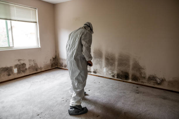 Certified Mold Removal in Hartford, IL